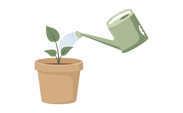 Watering plant in pot with green watering can vector flat illustration background