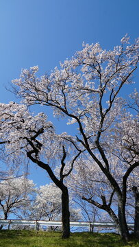 Cherry Blossoms Along the Scenic Kiso River, Aichi, Japan 