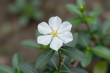 Obraz premium A white flower with a yellow center on a plant
