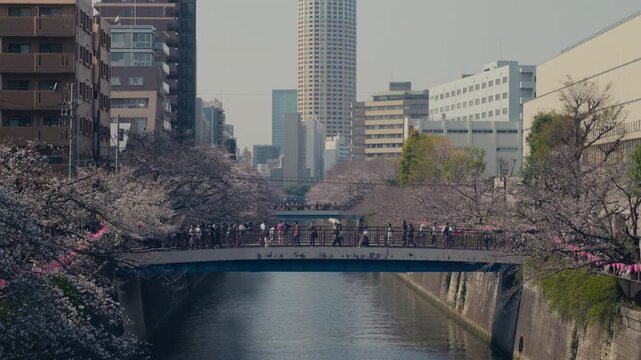 Sakura lined river in Nakameguro with bridge and spring city atmosphere