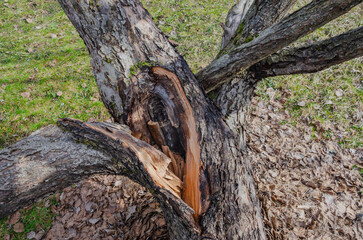 Obraz premium Old Tree Trunk with Deep Split and Exposed Wood