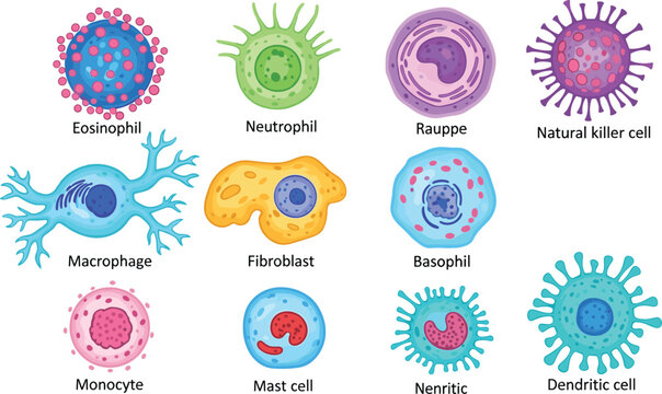 Human Immune Cell Types Icon Set with Neutrophil, Macrophage, Basophil, Mast Cell, and Dendritic Cells for Medical Education Illustrations