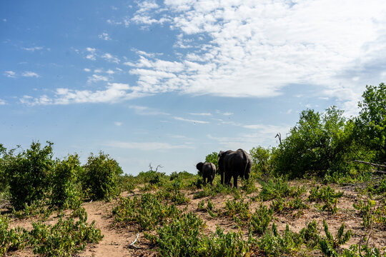 Wild African Elephants Encountered on a Safari in Tanzania