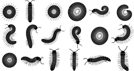 Black millipede and circular spiral shapes with radiating lines on white background insect arthropod © Graphic Shops