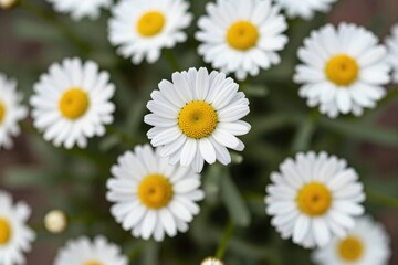 Fototapeta premium A bunch of white flowers with yellow centers