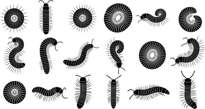 Black millipede and circular spiral shapes with radiating lines on white background insect arthropod