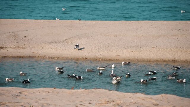 얕고 투명한 에메랄드빛 바다에서 물보라를 일으키며 목욕하는 갈매기 떼 (A flock of seagulls bathing and splashing in shallow crystal clear emerald ocean water)