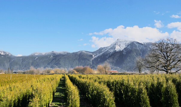 Mount Cheam during a winter season in Agassiz, Fraser Valley, British Columbia, Canada