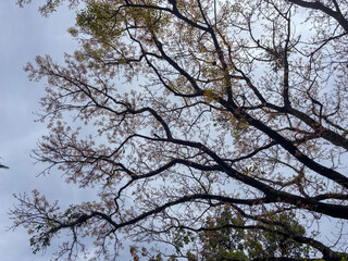 Fototapeta premium Low Angle View of Bare Tree Branches Against Overcast Sky in Autumn