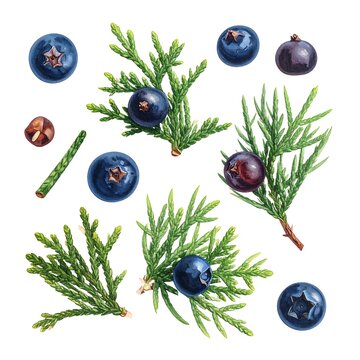 A collection of green pine branches with blue and purple berries