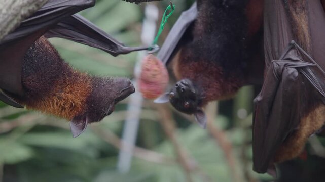 A close-up of three brown bats hanging upside down from a tree branch while eating fruit.