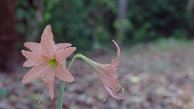 Amaryllis flowers bloom with a pinkish-orange color during the summer.