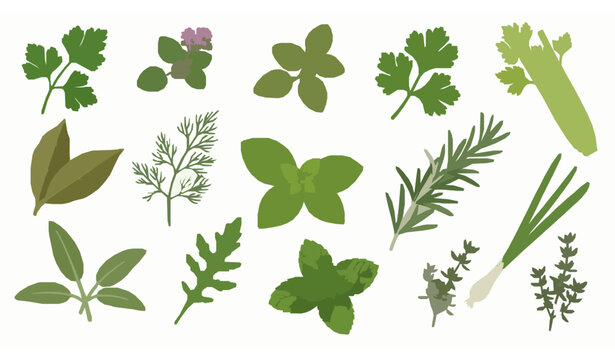 Realistic culinary herb set isolated on white background parsley oregano basil rosemary mint thyme vector illustration