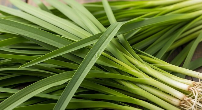 Fresh green garlic chives close up on wooden surface with copy space