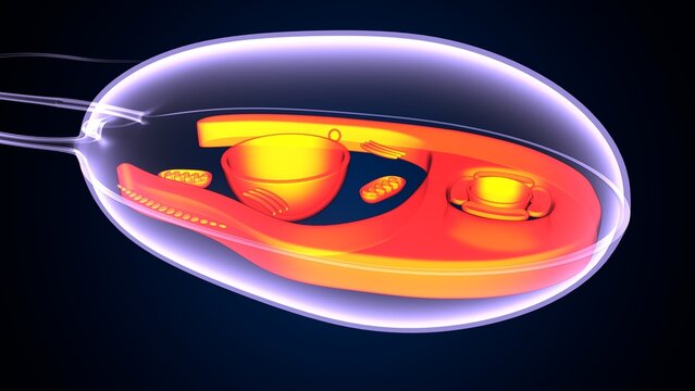 Chlamydomonas insect anatomy. 3d illustrations