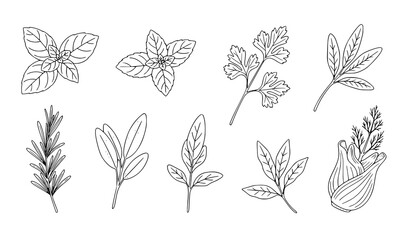 Fototapeta premium Vintage engraving Italian culinary herb set with basil mint rosemary parsley sage fennel vector illustration collection