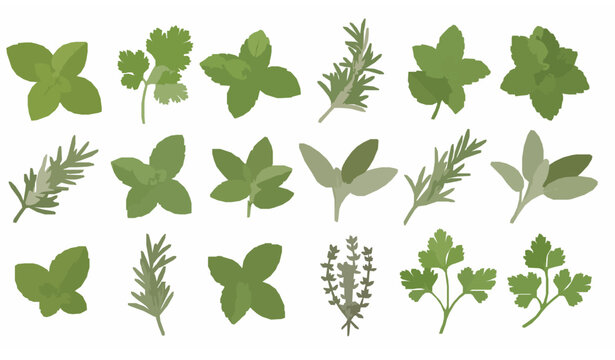 Semi realistic herbal icon collection with basil rosemary mint parsley thyme coriander vector set for cosmetic and food design