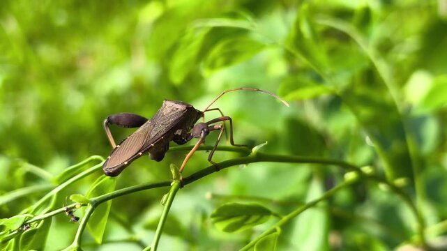 Close Up of Brown Leaf Footed Bug Resting on Green Stem with Natural Light and Soft Bokeh Background