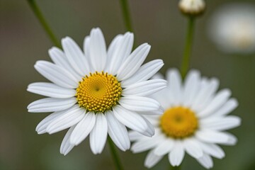 Fototapeta premium A couple of white daisies sitting on top of a lush green field