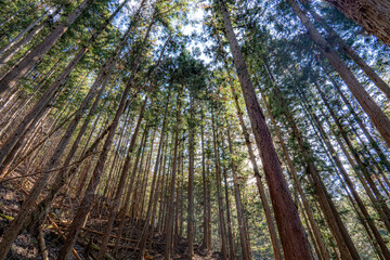 針葉樹林 © Syusyu