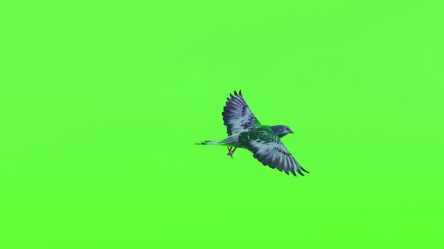 4K animated green screen bird