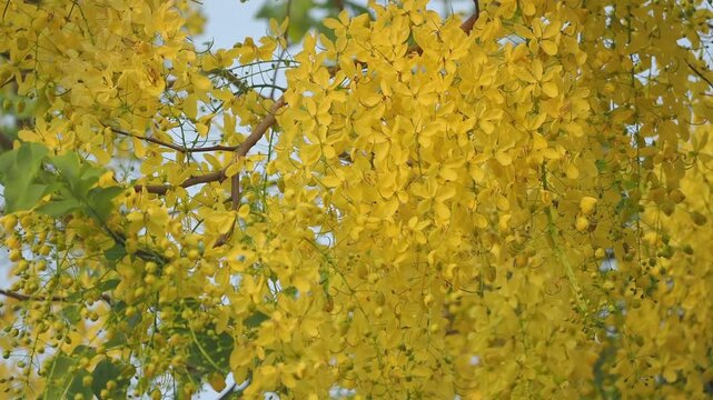 Golden Shower Tree (Cassia fistula) blooms with vibrant yellow flowers during the summer.