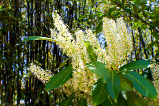 Cherry laurel shrub with vibrant green leaves and tall spikes of small white blossoms covering branches, bringing life and beauty to the sunny spring garden landscape