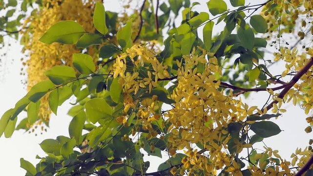 Golden Shower Tree (Cassia fistula) blooms with vibrant yellow flowers during the summer.