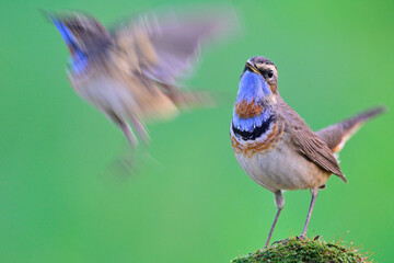 couple of bluethroat, beautiful birds, fighting for their meals while foraging in early morning