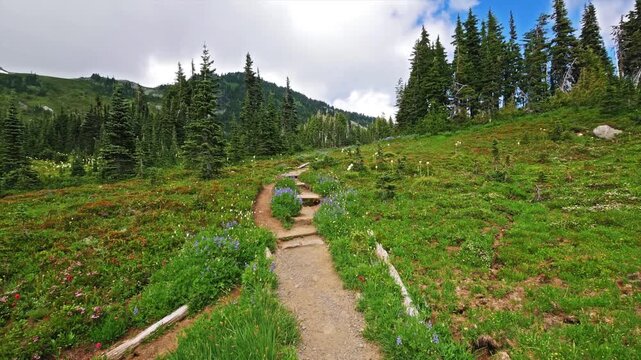 A narrow dirt hiking path winds through lush green subalpine meadows filled with wildflowers and evergreen trees under a bright blue sky.