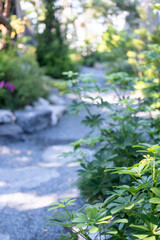 Fototapeta premium Stone path in the backyard garden with trees along the sides