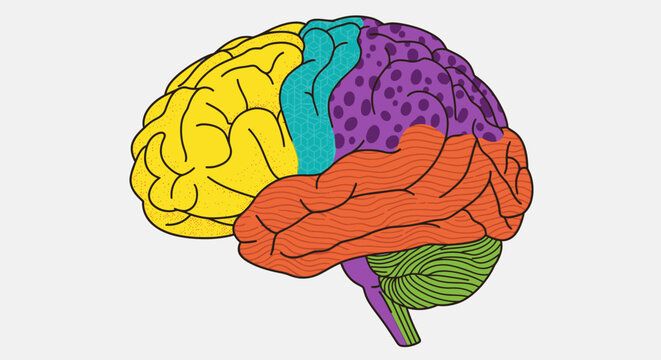 Vibrant anatomical illustration of the human brain, clearly depicting different lobes in bright colors, ideal for neuroscience, psychology, and educational content.