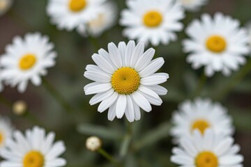 A bunch of white daisies with yellow centers in a field © Mingqing