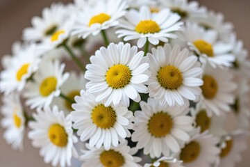 A bunch of white daisies sitting on top of a table © Mingqing