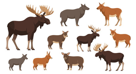 Fototapeta premium Diverse Moose and Deer Collection