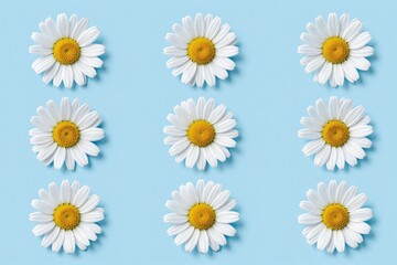 A bunch of white daisies on a blue background © Mingqing