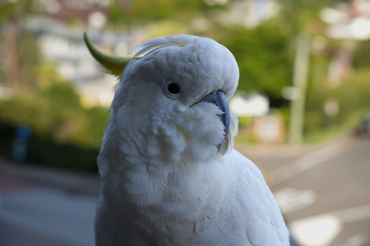 Sulphur-crested cockatoo perched on urban balcony with blurred street background
