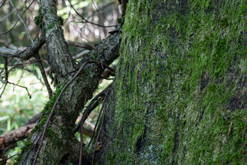 Fototapeta premium Moss clings to ancient tree bark. Branches twist against the forest's quiet strength. Sunlight filters through distant green leaves. This scene evokes nature's enduring peace
