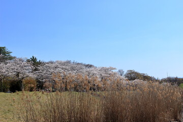 Fototapeta premium 瀬田川岸のヨシと公園の桜並木と青空