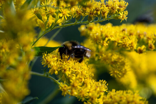 Busy bee explores bright yellow goldenrod flowers. Nature's quiet rhythm captured in soft, warm light. Ideal for spring, pollination, or environmental themes. Emphasizes natural harmony between insect