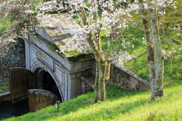 Naklejka premium 琵琶湖疎水のトンネル東口の春の風景