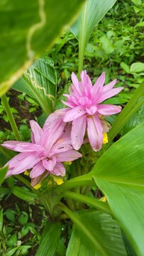 Colourful flower of wild turmeric also known as Curcuma aromatica Salisb flower found in Sahyadri mountain range, Maharashtra