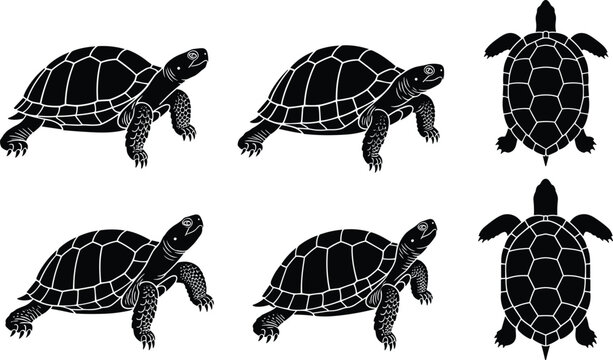 Set of turtle silhouettes in multiple angles including top and side views representing reptile wildlife, aquatic animals, and nature illustration collection