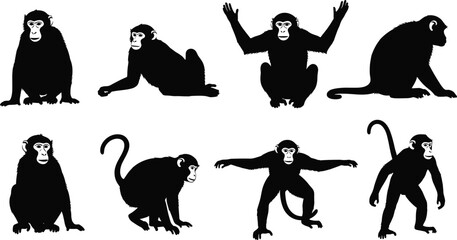 Collection of monkey silhouettes in various poses representing wildlife animals, primate behavior, and nature illustration isolated on white background © uzzala