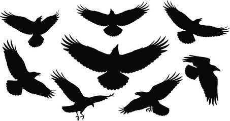 Fototapeta premium Eagle silhouettes flying set, various bird of prey wing positions isolated, wildlife predator icons for nature, hunting and freedom concept design