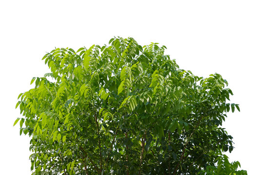 Green bush isolated transparency background.