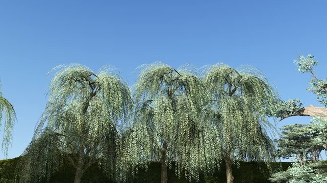 Weeping Tree Branches Swaying Under Clear Blue Sky Nature Background