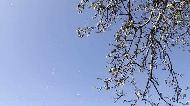 white fibres like cotton. Bombax ceiba, cotton tree. Malabar silk-cotton tree; red silk-cotton. Queen Kapiʻolani Garden, Honolulu, Oahu, Hawaii.   