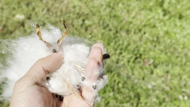 Seeds and white fibres like cotton. Bombax ceiba, cotton tree. Malabar silk-cotton tree; red silk-cotton. Queen Kapiʻolani Garden, Honolulu, Oahu, Hawaii.   