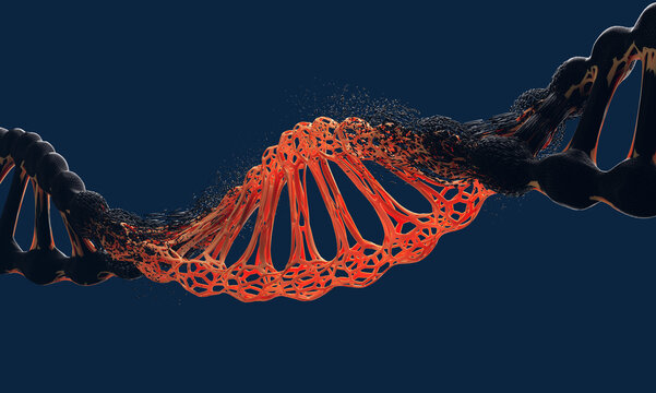 DNA Structure Evolution and Variation: Biotechnology and Genetic Replication